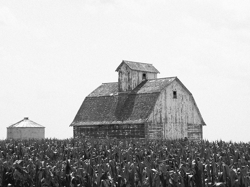 Plant-Based Propylene Glycol