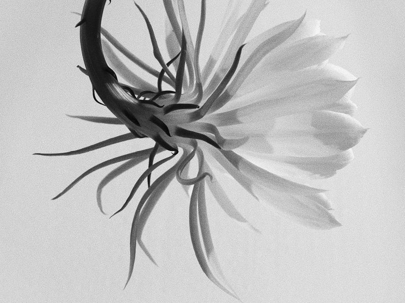 The Corpus Approach To Natural Fragrance